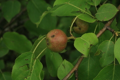 Pyrus ussuriensis