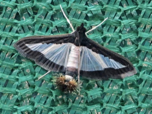 Cucumber Moth