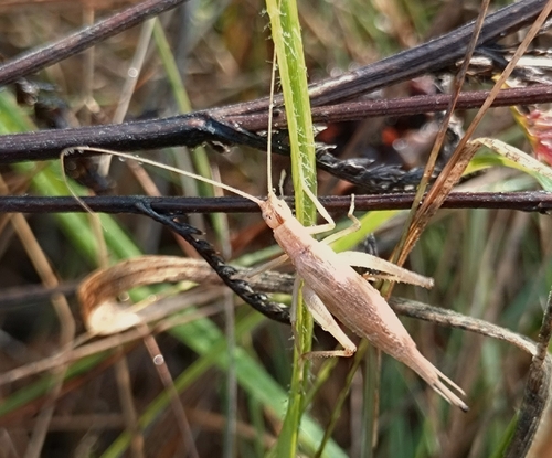 Italian Tree Cricket