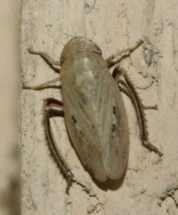 Negosiana dualis