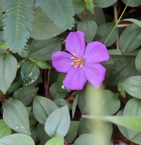 Heterotis rotundifolia observed 2026-09-18
