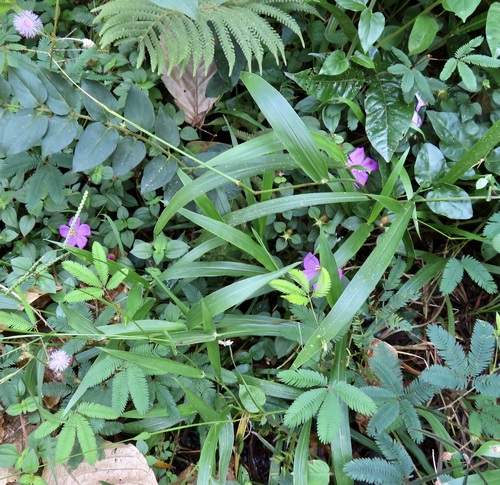 Heterotis rotundifolia observed 2026-09-18