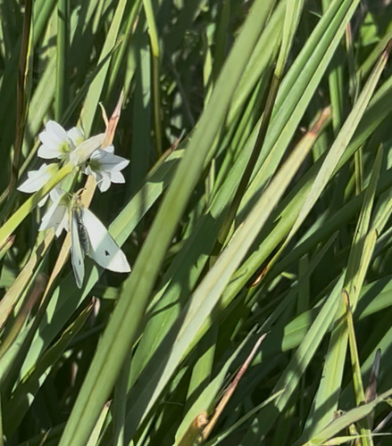 Small White