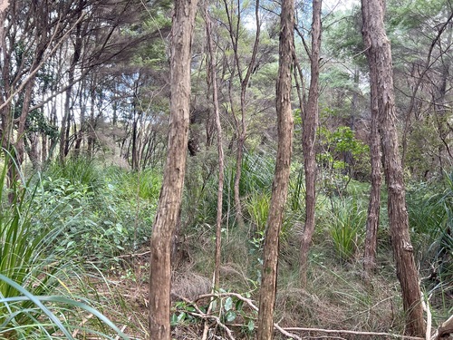 Gahnia xanthocarpa, photograph 2