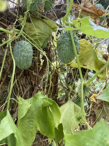 prickly cucumber