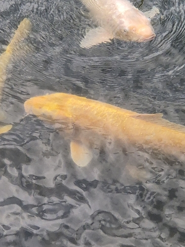 Amur Carp
