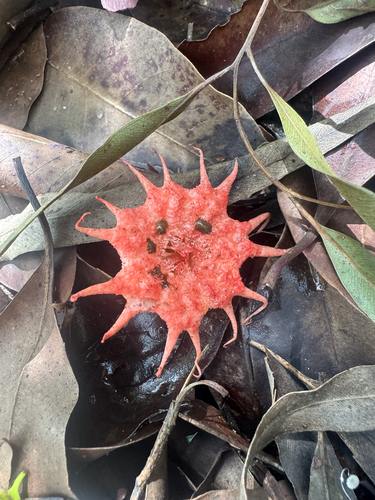 Aseroe rubra observed 2026-09-18