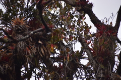 Tristerix longibracteatus