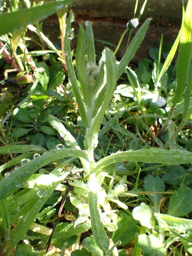 Helichrysum luteoalbum observed 2026-09-18
