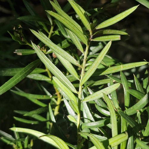 Podocarpus spinulosus, photograph 5