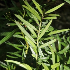 Podocarpus spinulosus, photograph (c) ronavery, some rights reserved (CC BY)