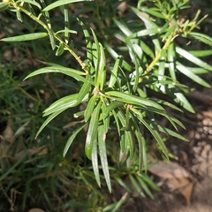 Podocarpus spinulosus, photograph (c) ronavery, some rights reserved (CC BY)