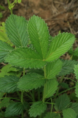 Potentilla fragarioides