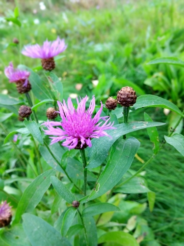 Brown Knapweed