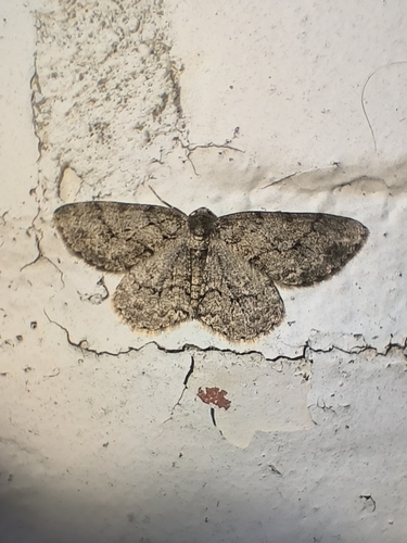 Small Engrailed