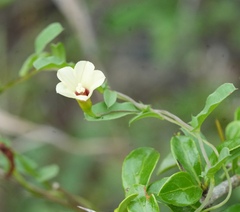 Xenostegia tridentata