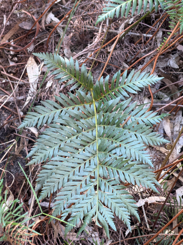 king fern