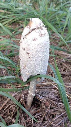 Shaggy Mane