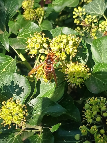 European Hornet