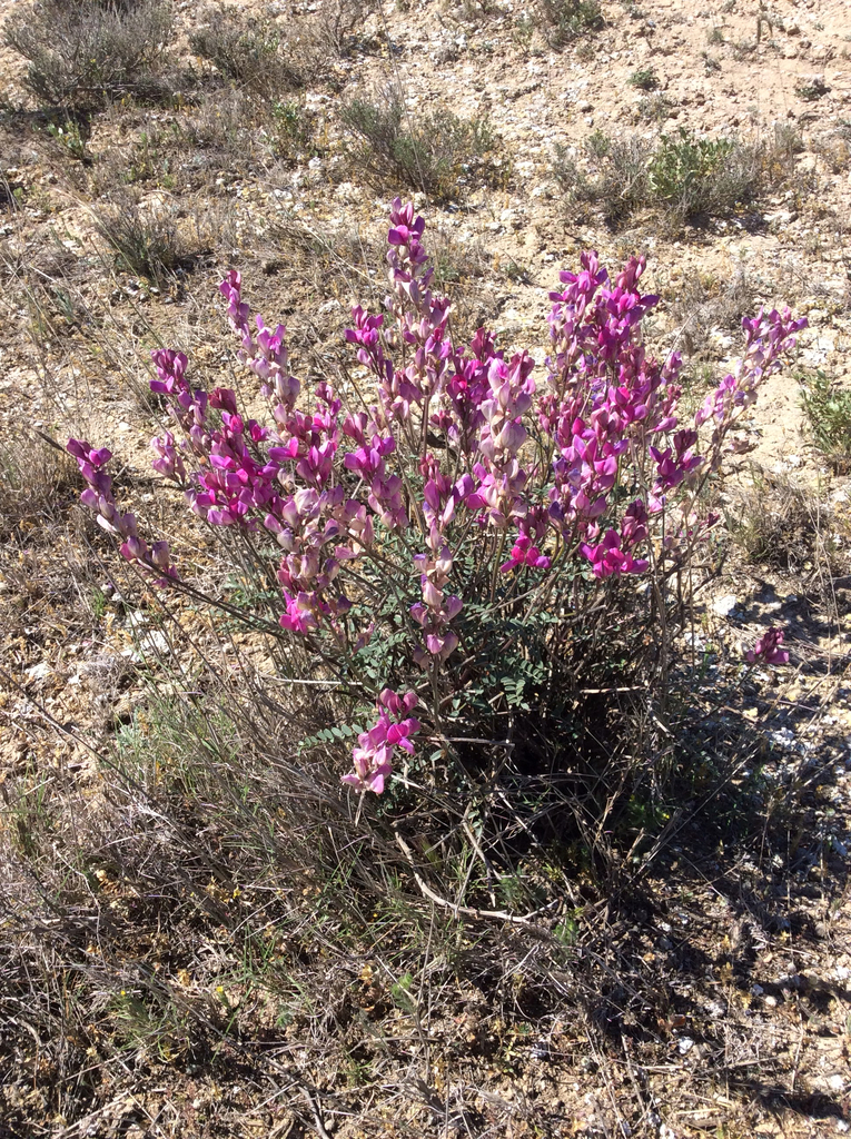 Hedysarum boveanum