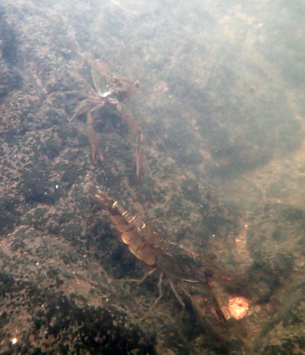 Macrobrachium latimanus observed 2026-09-18