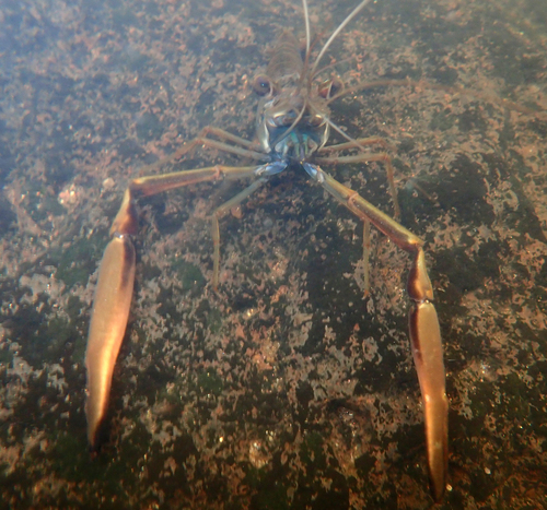 Macrobrachium latimanus observed 2026-09-18
