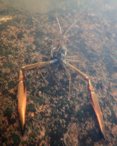 Macrobrachium latimanus observed 2026-09-18