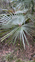 Livistona australis, photograph (c) Kevin Jäger, some rights reserved (CC BY)