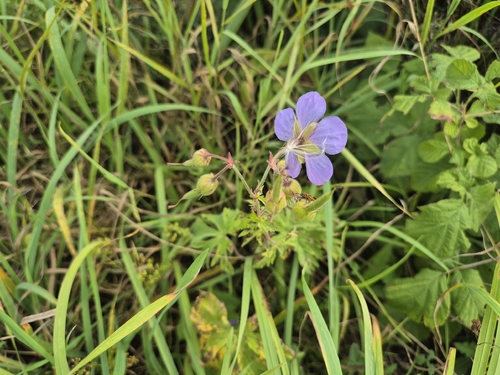 Meadow Crane's-bill