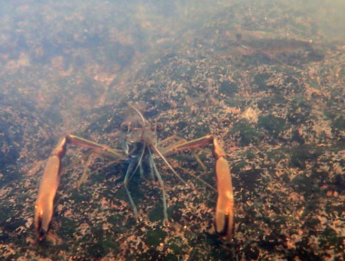 Macrobrachium latimanus observed 2026-09-18