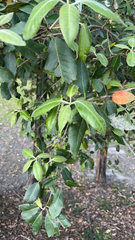 Syncarpia glomulifera
