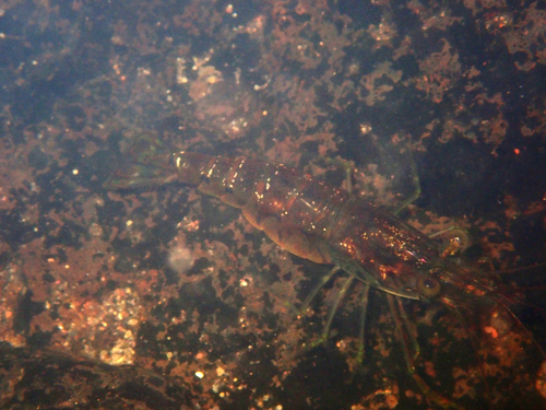 Macrobrachium latimanus observed 2026-09-18
