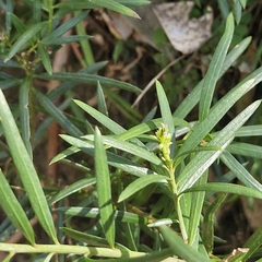 Podocarpus spinulosus