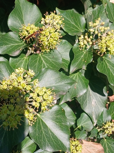 Yellow-legged Mud-dauber Wasp
