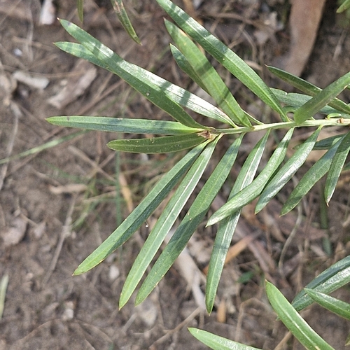 Podocarpus spinulosus, photograph 1