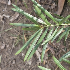 Podocarpus spinulosus, photograph (c) ronavery, some rights reserved (CC BY)