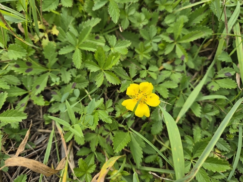 Creeping cinquefoil