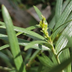 Podocarpus spinulosus, photograph (c) ronavery, some rights reserved (CC BY)