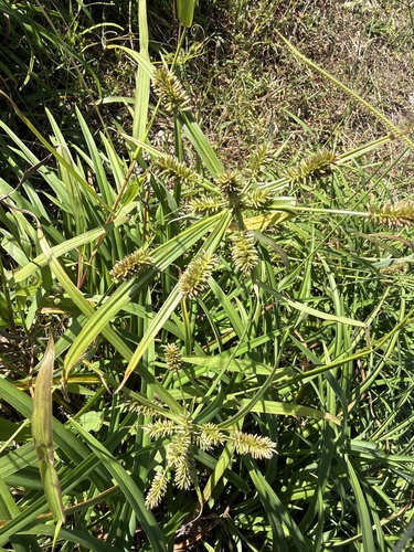 Cyperus cyperoides observed 2026-09-19