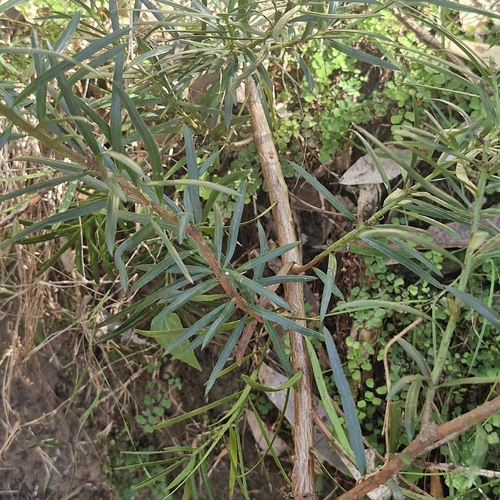 Podocarpus spinulosus, photograph 3