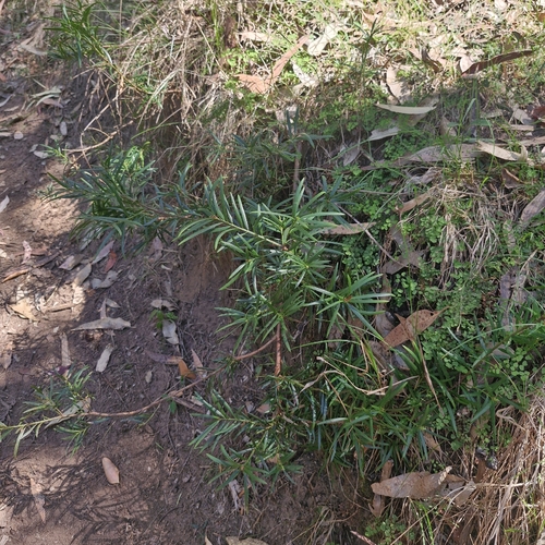 Podocarpus spinulosus, photograph 4
