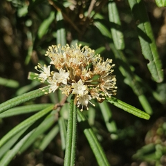 Phebalium squamulosum