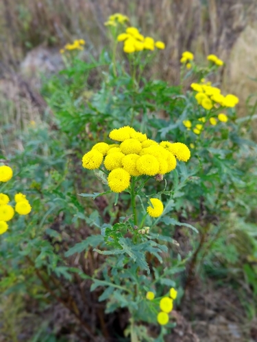 tansy