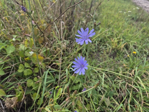 chicory