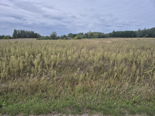 horseweed