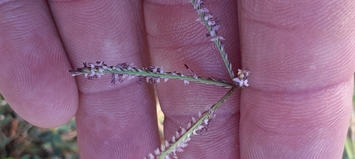Bermuda grass