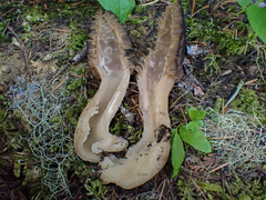 Morchella norvegiensis