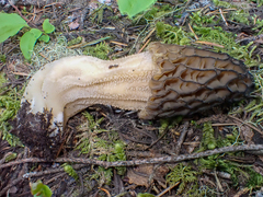 Morchella norvegiensis
