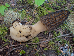 Morchella norvegiensis