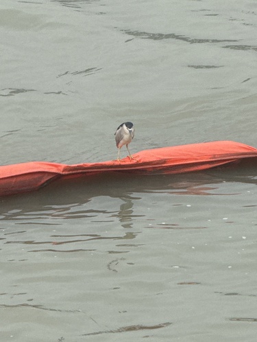 Black-crowned Night Heron